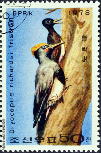 Cancelled postage stamp printed by North Korea, that shows Tristram's Woodpecker (Dryocopus javensis richardsi), Woodpecker Preservation, circa 1978.
 photo