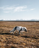 arctic fox in svalbard shedding fur close up with 50mm lens during summer time mountains in the background midnight sun