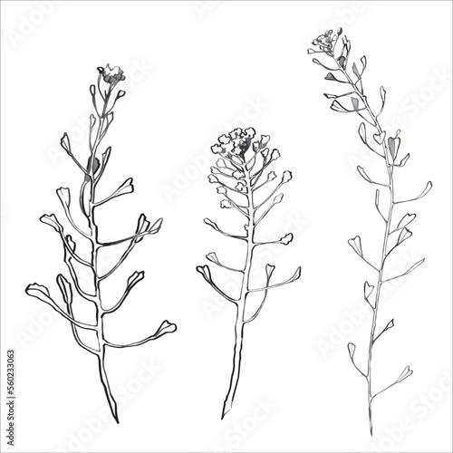 Vector ink sketch of shepherd's purse , Capsella bursa pastoris plant.