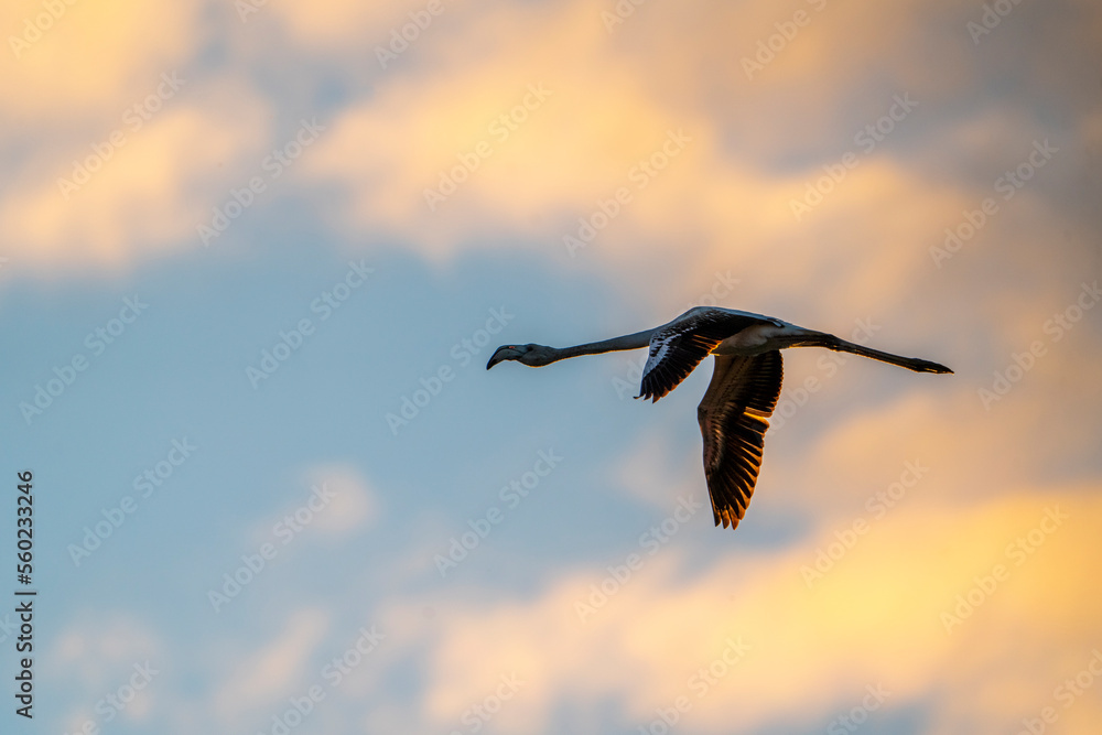 Fototapeta premium Flamingo silhouette flying during sunset with beautiful coloured clouds!
