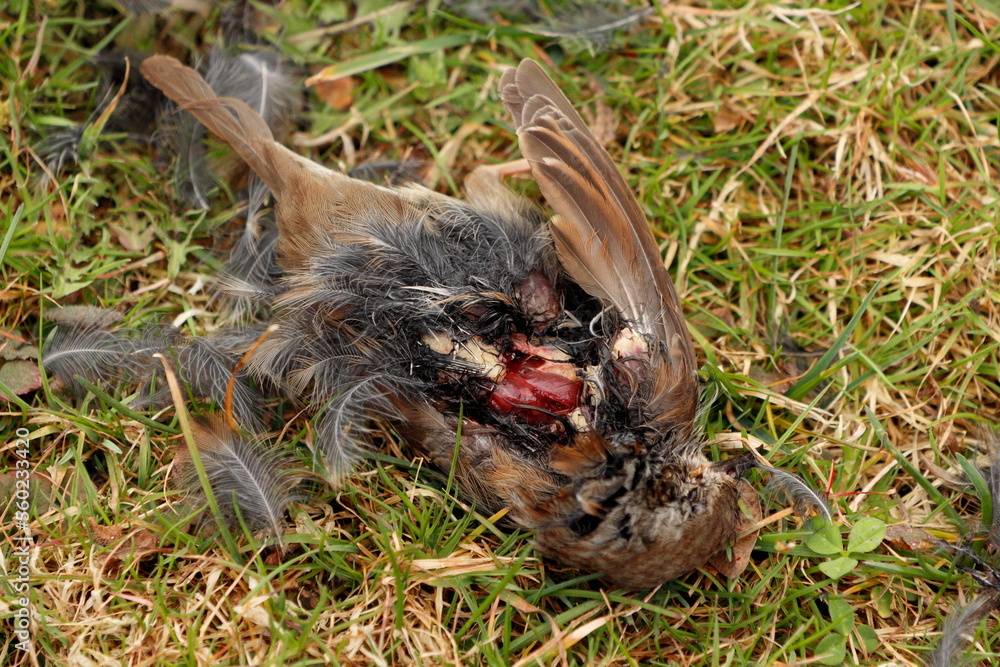 Obraz premium Sperling von Katze getötet