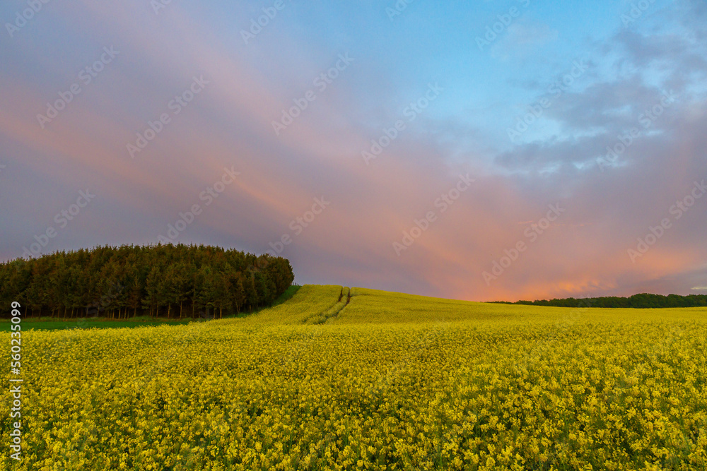 Obraz premium Rzepak