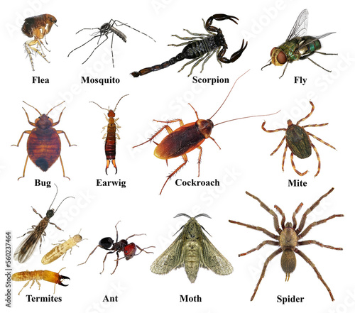 Insects that may be present in your home. Prohibited housing insect pests