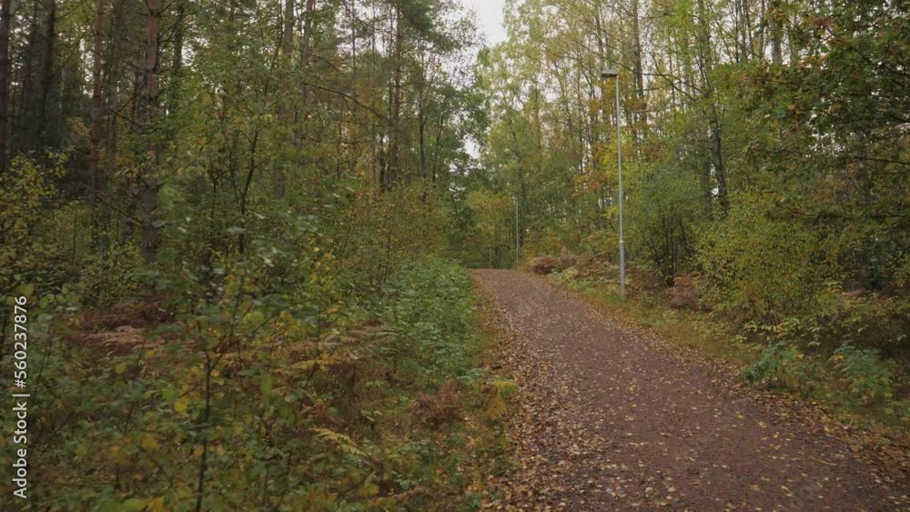 Walking Path in Green and Yellow Nordic Forest at Early Fall, Dolly Gimbal Walk. Walking Path in Green and Yellow Nordic Forest at Early Fall, Dolly Gimbal Walk.