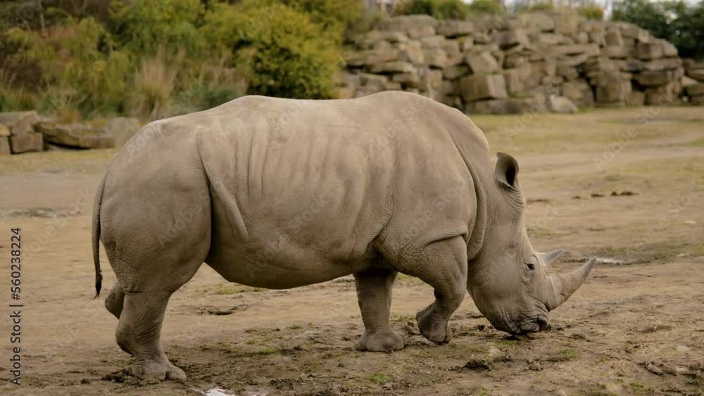 African Rhino Walking In Nature African Rhino Walking In Nature