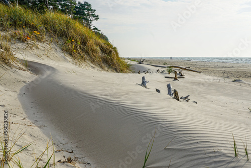 Fototapeta Naklejka Na Ścianę i Meble -  Wind-blown rippled sand texture in the sand dunes of the Baltic Sea coast, sand wave on the beach
