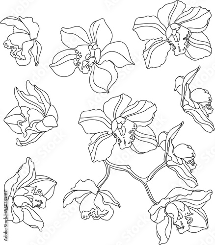 Set of orchid flowers, botanical illustration