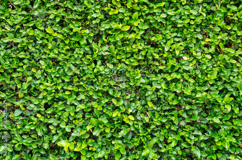 Wall of green vines. Pattern. Space for advertising. Design element. Background. Horizontal. Wall of green vines. Pattern. Space for advertising. Design element. Background. Horizontal.