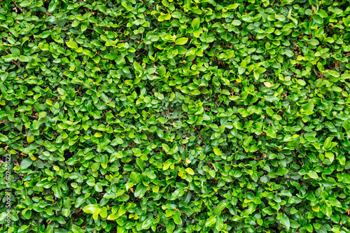 Wall of green vines. Pattern. Space for advertising. Design element. Background. Horizontal.