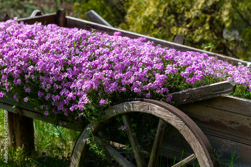 wóz z kwiatami w ogrodzie