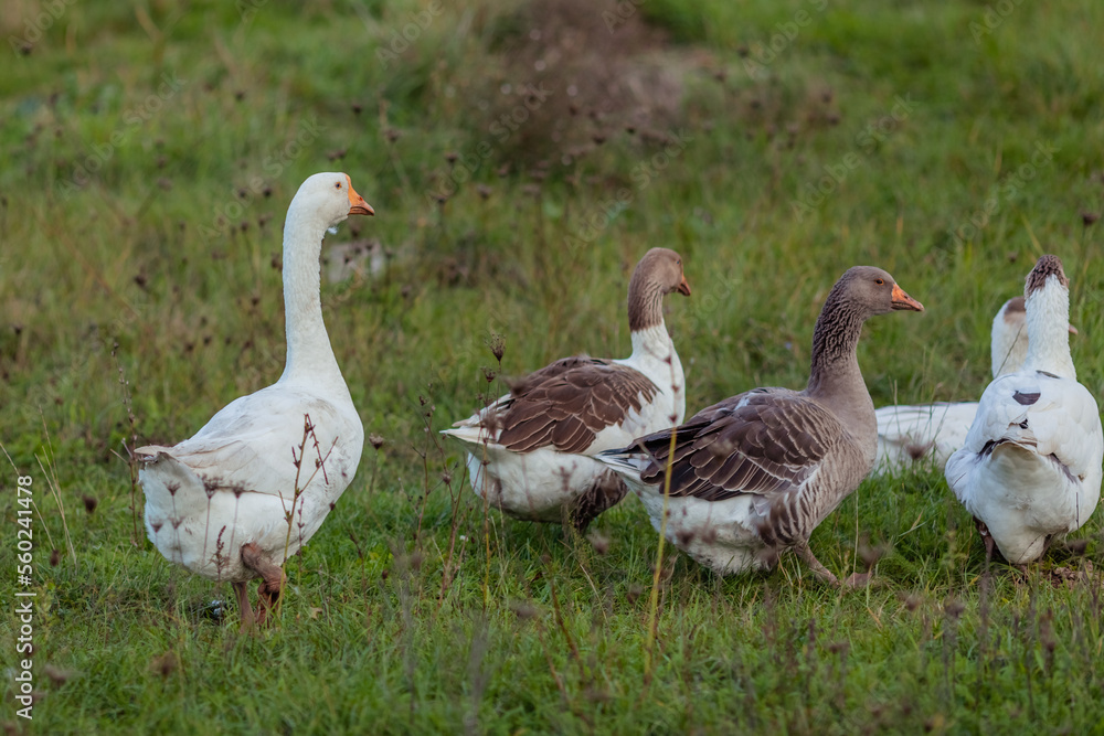 Domestic geese on a meadow. Geese in the grass, domestic bird, flock of geese Domestic geese on a meadow. Geese in the grass, domestic bird, flock of geese