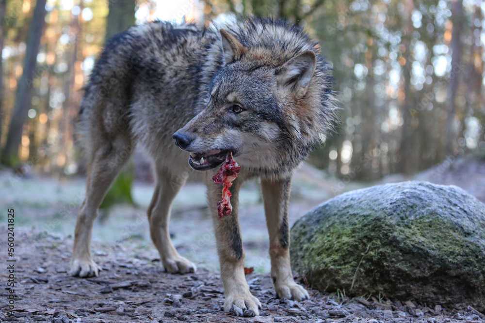 Fototapeta premium ein wolf frisst ein stück fleisch, hintergrund wald im winter, canis lupus