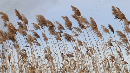 Dry reeds sway in the wind against a cloudy sky.