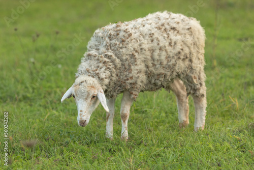 Sheep in nature green meadow on a grass