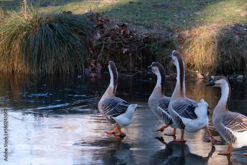 Goose are going for an icewalk