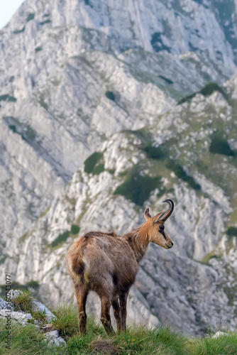 Chamois or Rupicapra rupicapra posing, standing on the edge of mountain cliff with rocks in the background. Chamois is a majestic species of wild goat from the Alps and the Carpathian mountains