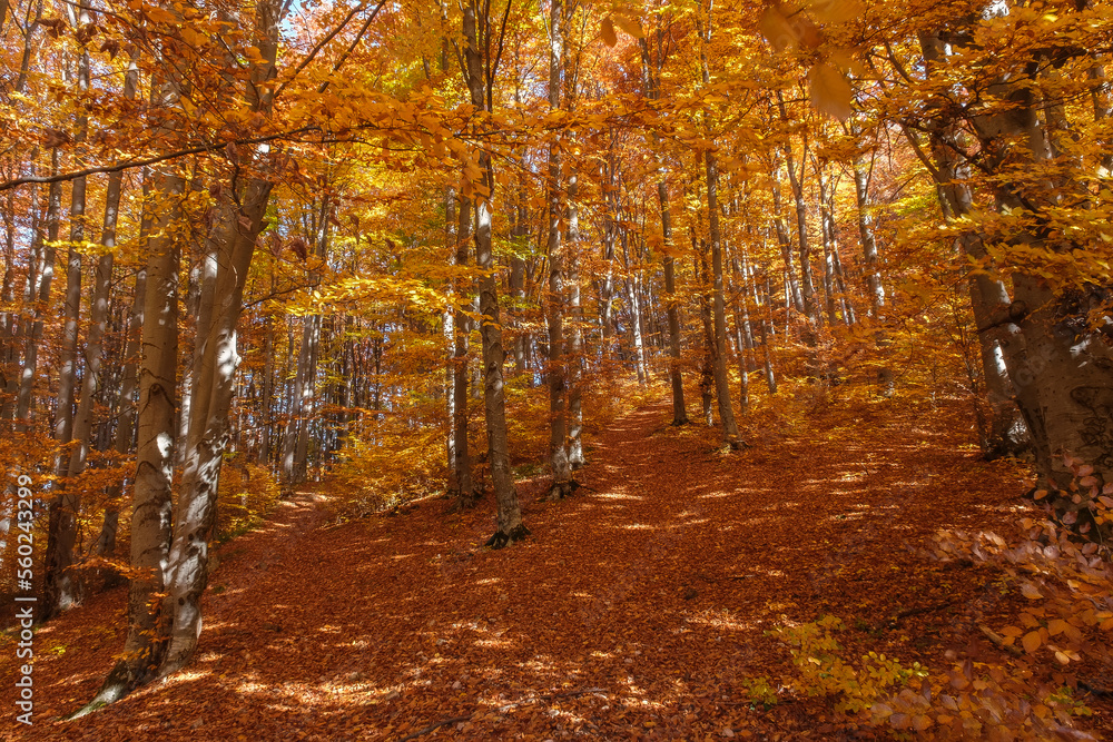 Fototapeta premium Autumn beech forest with sun rays among yellow leaves. Golden bright mystical mysterious landscape with fabulous trees. A journey through the forest. Beauty of nature. Natural background for design