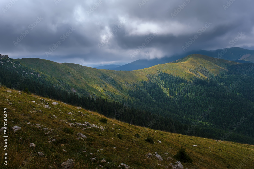 Fototapeta premium Natural alpine scenery in a cloudy day landscape. Young spruce trees forest conquer the empty high slopes of the mountains. Concept of ecology, conservation, deforestation. Earth Day. World Beauty