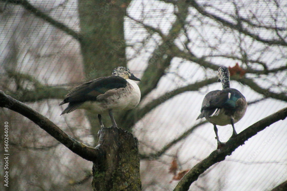 Fototapeta premium A view of an African Comb Duck