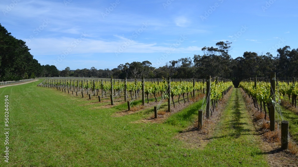Vineyard grape vines in Mornington Peninsula region