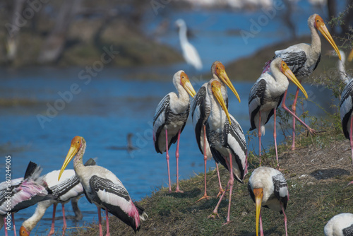 Indian Painted stork or Mycteria Leucocephala in Keoladeo national park also known as Bharatpur bird sanctuary photo