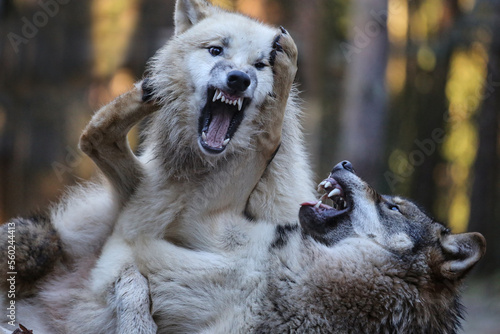 zwei wölfe spielen und kämpfen und fletschen dabei die zähne, canis lupus photo