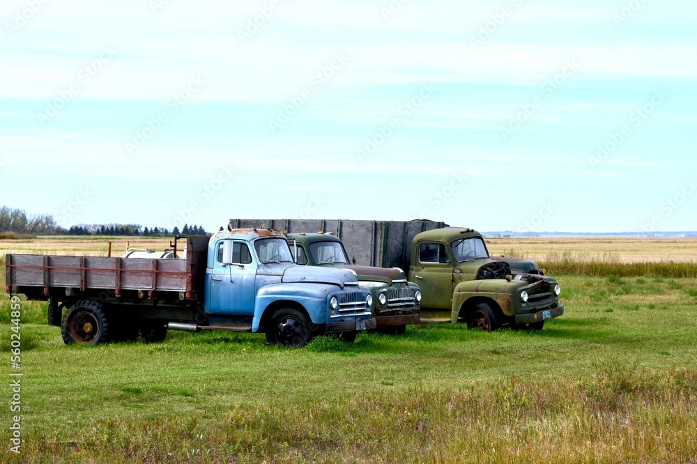 old farm trucks in a field