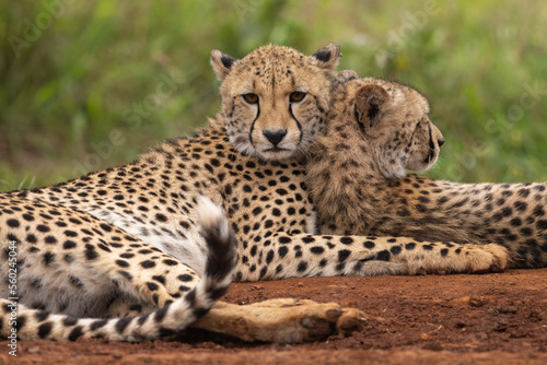 Wild Cheetahs resting against each other
