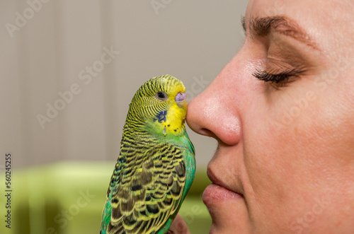 Young green wavy  parrot kisses the nose of a young woman photo