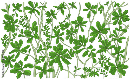 Scaevola taccada plant. Tropical tree. Postcard background. Sketch hand drawn vector color illustration.