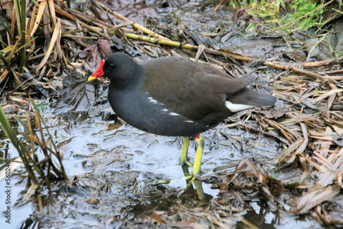 A view of a Moorhen