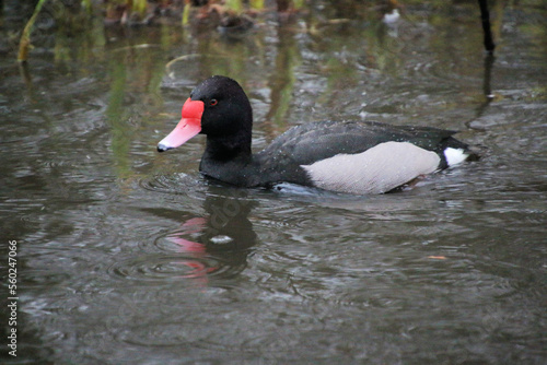 A view of a Rosybill Duck photo