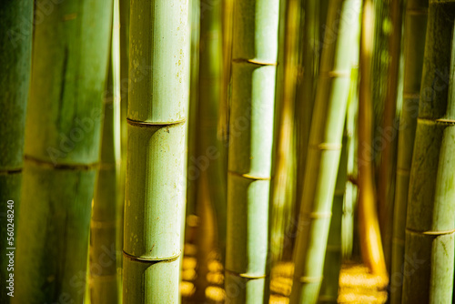 Close-up of bamboos growing in forest in Japan