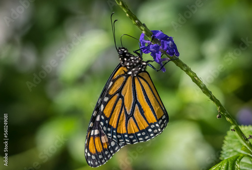 Orange and black Monarch butterfly Danaus plexippus on flower in the Butterfly Estates in Fort Myers Florida USA