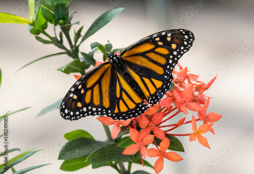 Orange and black Monarch butterfly Danaus plexippus on flower in the Butterfly Estates in Fort Myers Florida USA