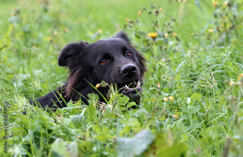 Beautiful dog eating grass on a meadow outdoors. Border collie dog (Canis lupus familiaris) tasting and enjoying fresh pasture to heal and clean its intestines.