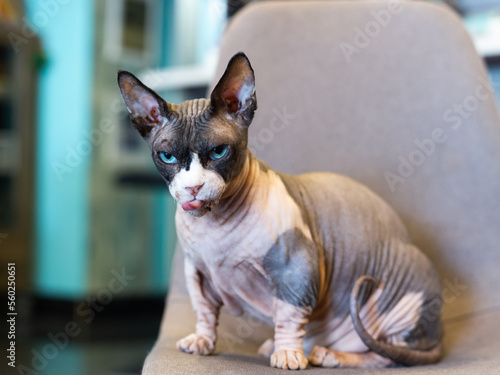 Obraz na plátne Selective focus view of cross-looking Bambino sphinx cat with tongue out sitting