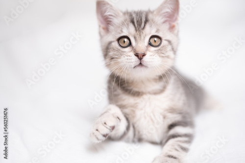A funny gray kitten sits in a cozy white bed. Postcard with a pet © deine_liebe