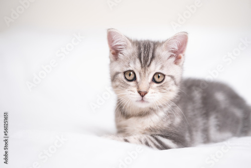 A funny gray kitten sits in a cozy white bed. Postcard with a pet