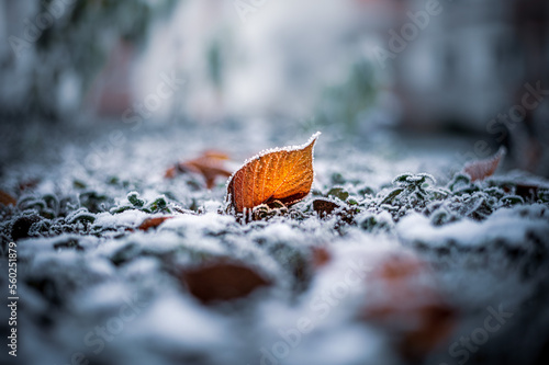 Strahlend orange-gelbes Laub das inmitten eines gefrorenen Untergrunds hervorsteht.