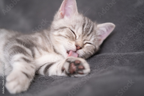 A cute gray kitten lies and washes up on a gray plaid in a cozy room.