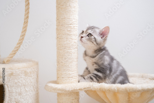 A cute, striped kitten is sharpening her claws on the big cat house. Cat scratching post at home