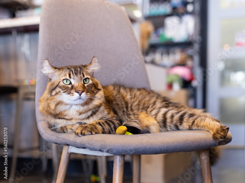 Fotografie Selective focus view of serious looking Highlander cat lying down on chair indoo