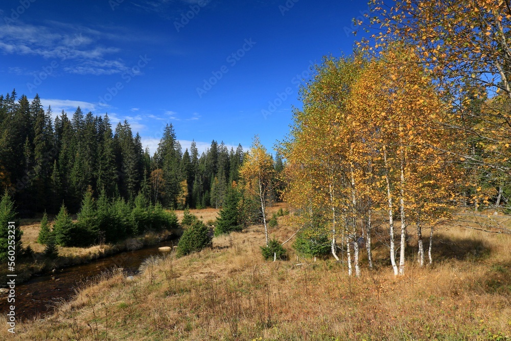 Stream Roklansky, Modrava, Sumava, Czech Republic, view on the autumn forest, Sumava National Park, Luzen valley Stream Roklansky, Modrava, Sumava, Czech Republic, view on the autumn forest, Sumava National Park, Luzen valley