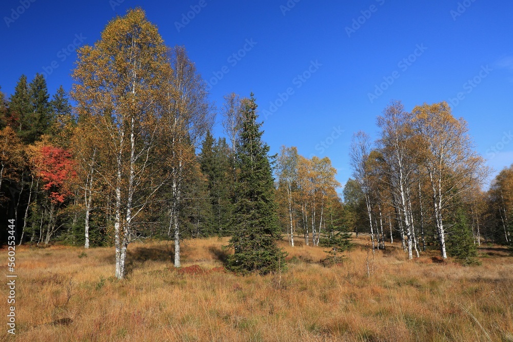 Stream Roklansky, Modrava, Sumava, Czech Republic, view on the autumn forest, Sumava National Park, Luzen valley 