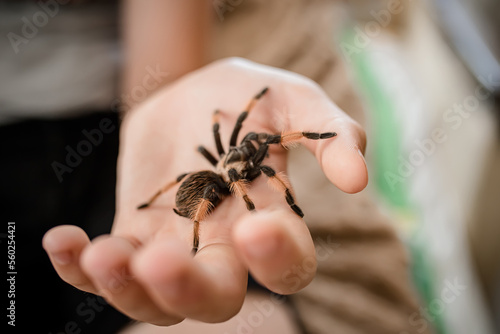 A child's hand holding a huge spider. Strange pets. brave boy plays with huge spider Brachypelma albopilosum. Treatment of arachnophobia