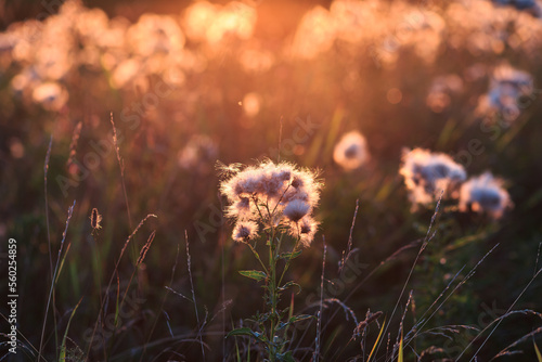 Fluffy plants at sunset in the backlight.