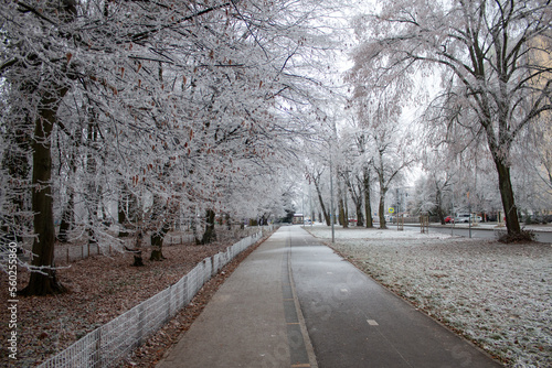 Path through the park in winter