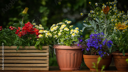 Garden flowers. Home gardening concept. Collection of houseplants and ornamental plants in pots. Plant care. Floral composition with spring or summer flowers. Blooming vibrant flowers in pot outdoors