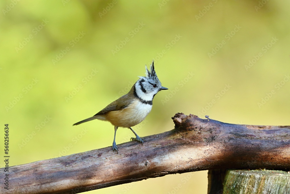 Crested tit (Parus cristatus), sýkora parukářka, closeup, in autumn colors. Crested tit (Parus cristatus), sýkora parukářka, closeup, in autumn colors.